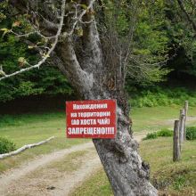 Сочи, Чайные плантации
