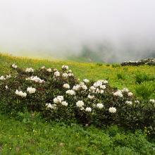 Кавказский Заповедник