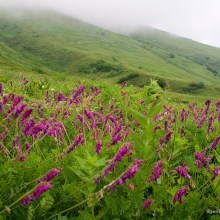 Кавказский заповедник, цветение алписких лугов.