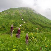 Кавказский заповедник