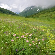 Кавказский заповедник