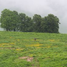 Пасущийся конь в горах