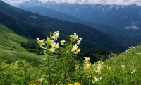 Кавказский Заповедник