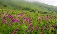 Кавказский заповедник, цветение алписких лугов.