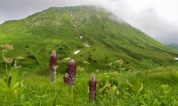 Кавказский заповедник