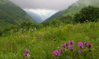 Кавказский заповедник