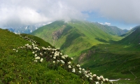 Кавказский Заповедник, цветение рододендронов