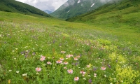 Кавказский заповедник
