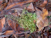 P1630010---2019-01-18-at-11-48-15