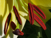 p1333746