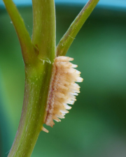 p1555394