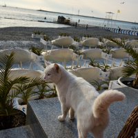Белый кот и Чёрное море Белый кот и Чёрное море