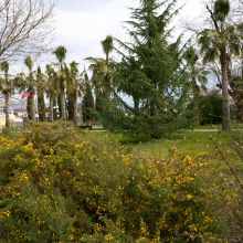 Цветение в парке «Южные культуры»