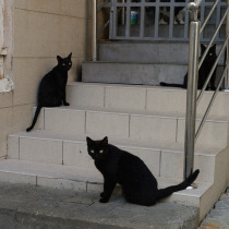 Три черных кота