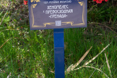 Дендрологический парк «Южные Культуры»