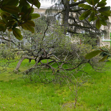 Sochi_squares
