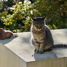 Кот и голубь