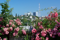 Сочи в Розах